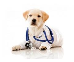 تجهیزات کلینیک pet (حیوانات خانگی)